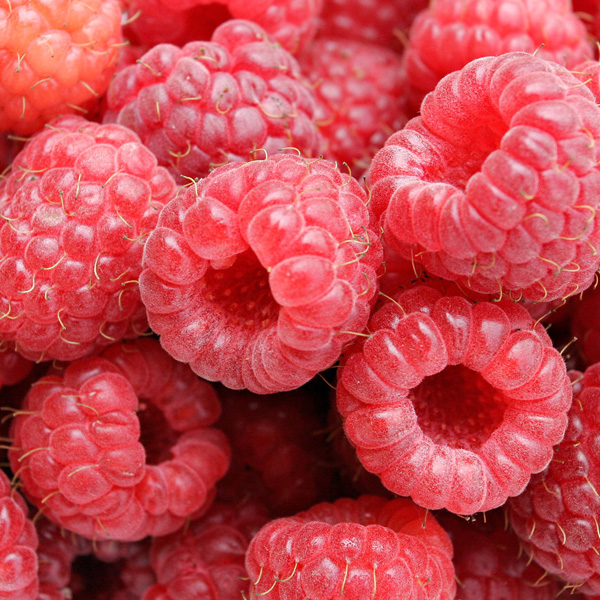raspberry and redcurrant