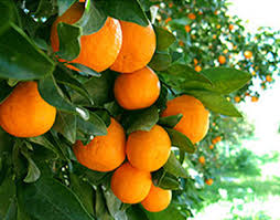 tangerines