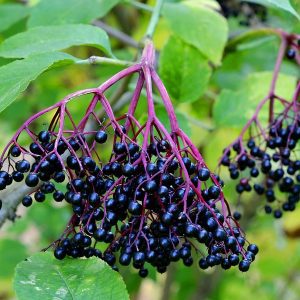elderberry-jelly-made-using-certo-liquid-pectin-for-a-consistent-set