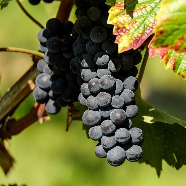 black-grapes made using Certo UK to ensure a consistent set Certo.co.uk