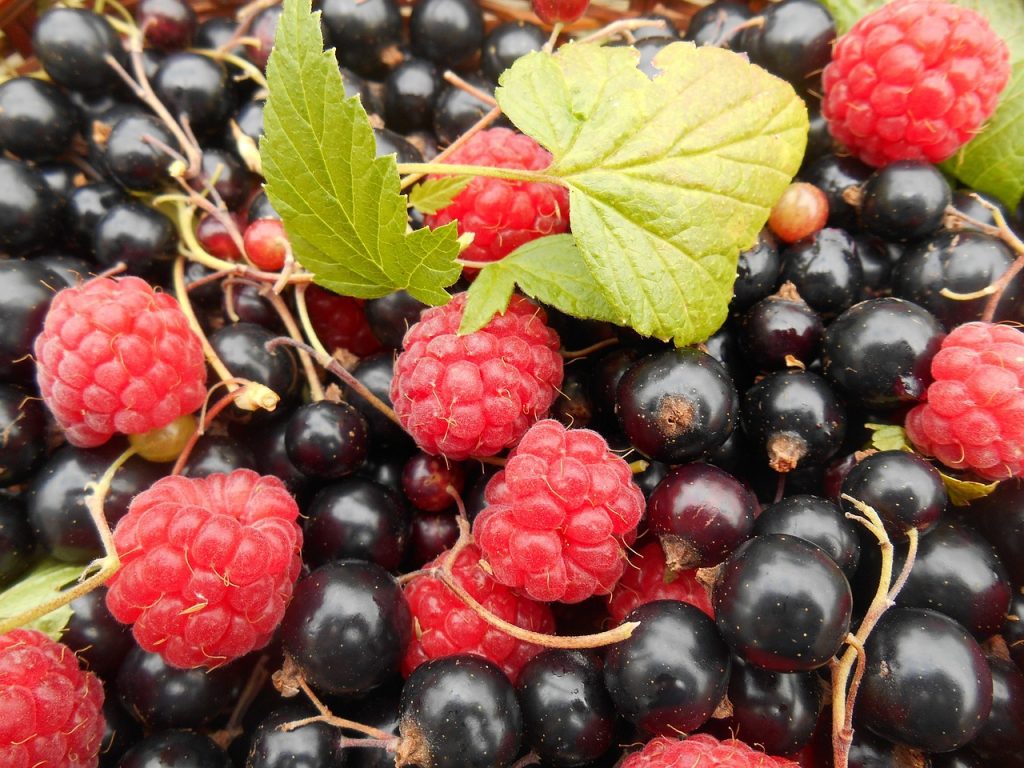 raspberry-or-blackcurrant-fruit-Freezer-jam-made-using-certo-liquid-pectin-for-a-consistent-setfruit, raspberries, blackcurrants-1593544.jpg
