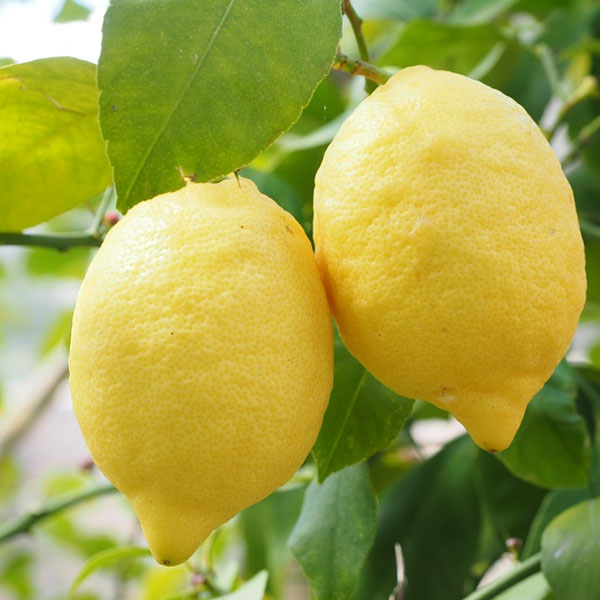 lemon-marmalade-made-using-certo-liquid-pectin-for-a-consistent-set